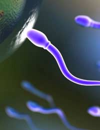Conception Fertilisation Sperm Eggs