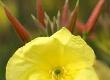 Benefits Of Evening Primrose Oil