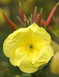 Benefits Of Evening Primrose Oil